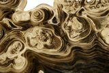 Swirling, Polished Chocolate Calcite Slab - Pakistan #323258-4